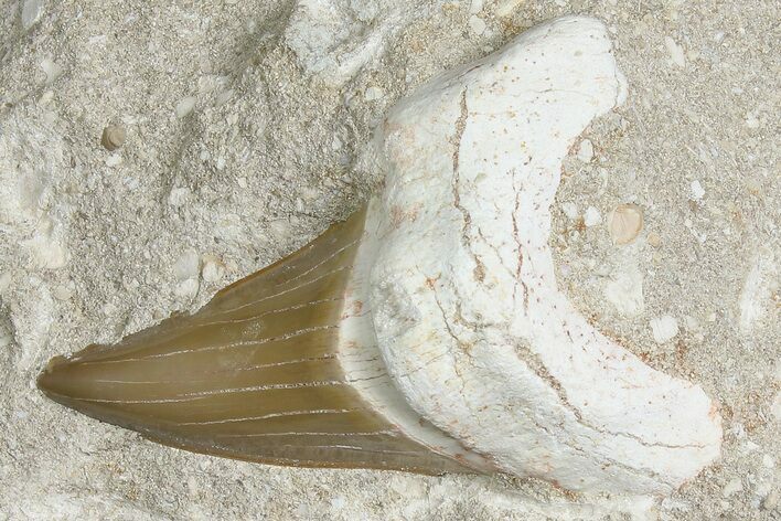 Otodus Shark Tooth Fossil in Rock - Eocene #174048
